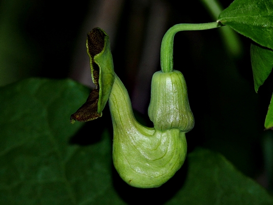 {Isotrema macrophyllum}